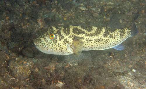Checkered Puffer