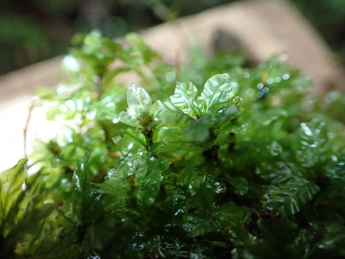 Plagiomnium rhynchophorum observed 2026-04-05