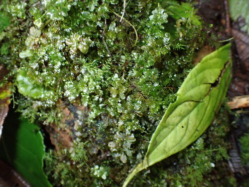 Plagiomnium rhynchophorum observed 2026-04-05