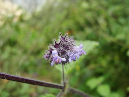 Mesosphaerum eriocephalum, photograph 1