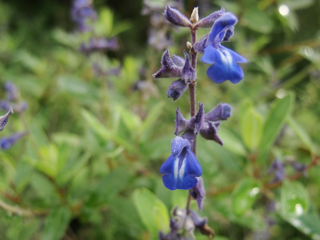 Salvia humboldtiana; photograph Frank Dietze, CC BY, iNaturalist via GBIF