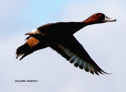 iNaturalist image