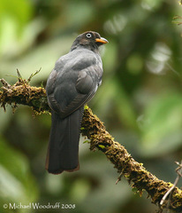 Lattice-Tailed Trogon photo 2