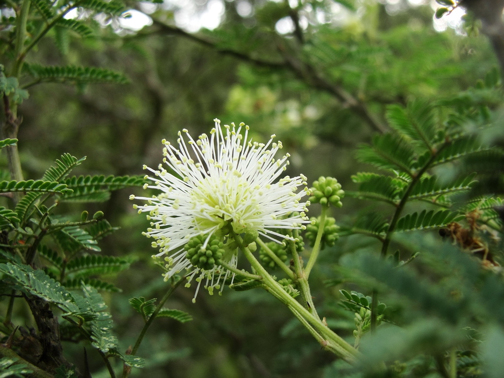Mimosa quitensis