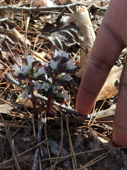 Obolaria virginica