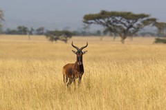 Alcelaphus buselaphus swaynei