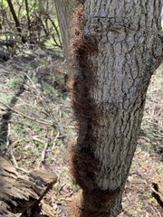 Toxicodendron radicans