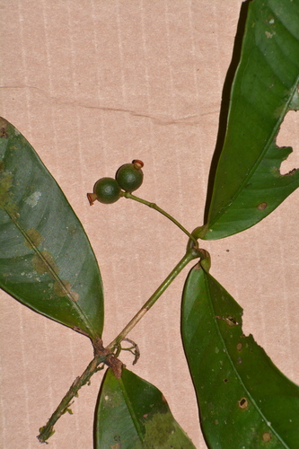 Myrcia lonchophylla, 2026-04-26