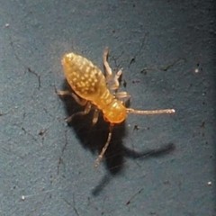 Lachesillidae