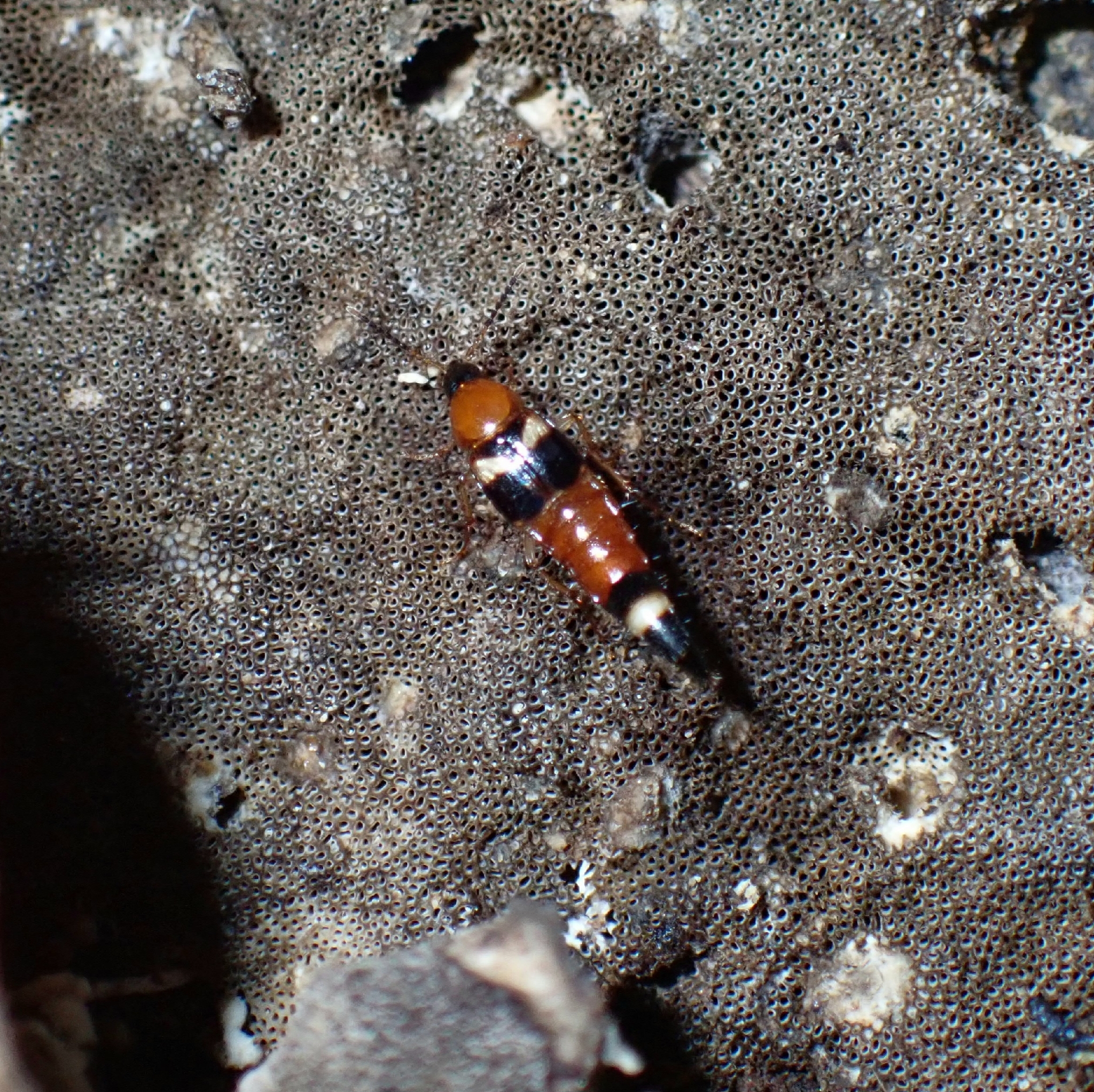 Lordithon lunulatus