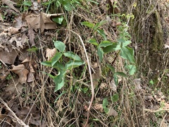 Trillium viridescens