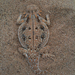 Flat-tailed Horned Lizard - Photo (c) Chris Patnaude, some rights reserved (CC BY-NC), uploaded by Chris Patnaude