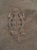 Flat-tailed Horned Lizard - Photo (c) Chris Patnaude, some rights reserved (CC BY-NC), uploaded by Chris Patnaude