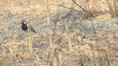 Vanellus indicus atronuchalis