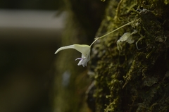 Utricularia jamesoniana