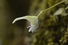 Utricularia jamesoniana