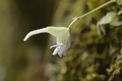 Utricularia jamesoniana
