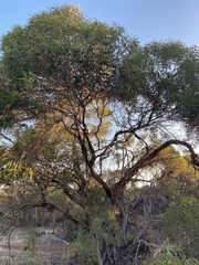 Eucalyptus phenax