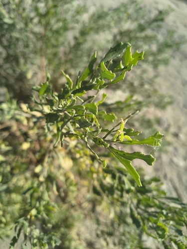 Tessaria absinthioides