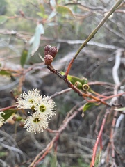 Eucalyptus phenax