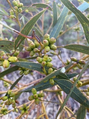 Eucalyptus phenax