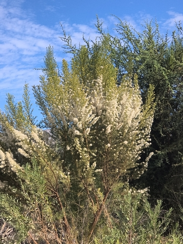 Chilean little rosemary