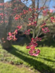 Cornus florida rubra