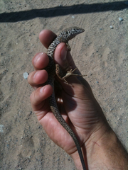 Aspidoscelis tigris tigris