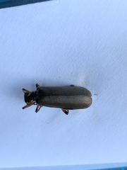 Pomphopoea