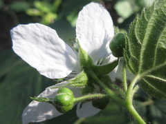 Rubus armeniacus