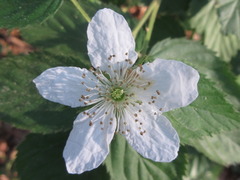 Rubus armeniacus