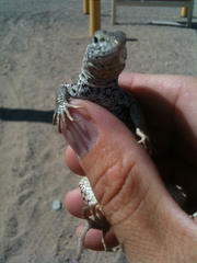 Aspidoscelis tigris tigris