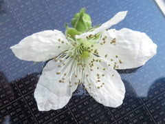 Rubus armeniacus