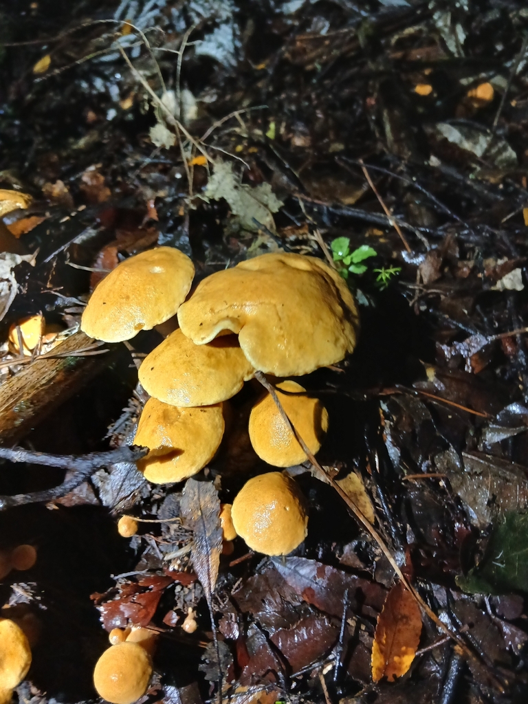 Suillus bovinus · May 2026 · photo: © mphnz (iNaturalist, cc0)