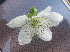 Rubus armeniacus