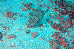 Sphoeroides angusticeps