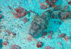 Sphoeroides angusticeps