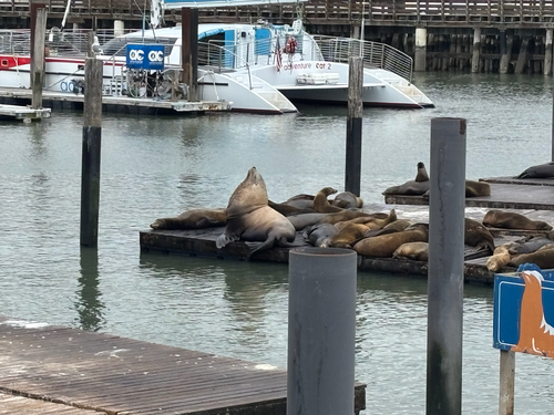 Sighting photo