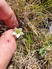 Gentianella filipes