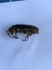Pomphopoea