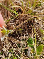 Gentianella filipes
