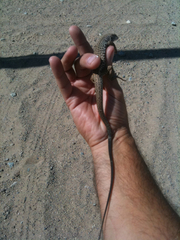 Aspidoscelis tigris tigris