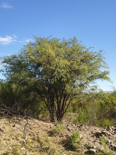 Chilean Mesquite