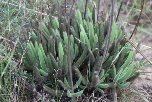 Cotyledon campanulata