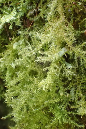 Campylium chrysophyllum observed 2026-04-27