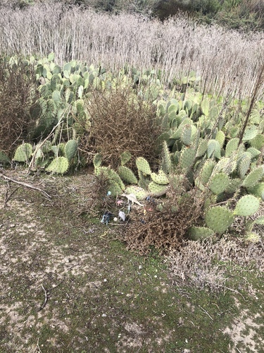 iNaturalist observation photo of Coastal Pricklypear
