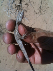 Urosaurus graciosus