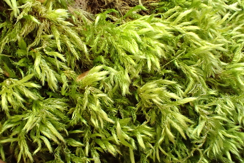 Brachythecium tommasinii, 2026-04-27