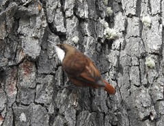 Pygarrhichas albogularis