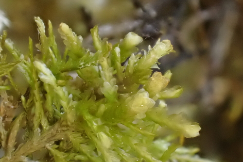 Alleniella besseri, 2026-04-27